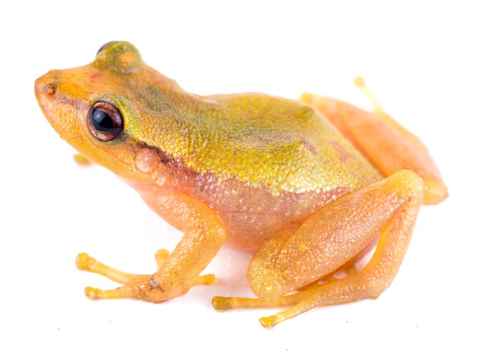 tachyramantis-prolixodiscus--bucaramanga-robber-frog_51536573785_o