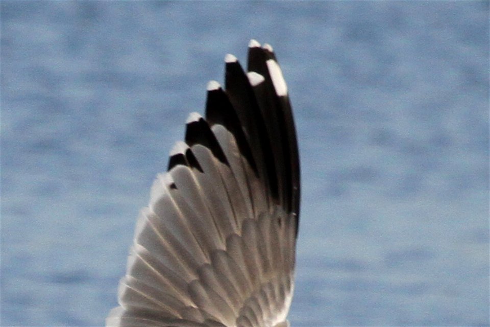 Probable Lesser Black-backed Gull x Herring Gull Hybrid