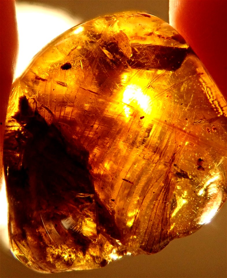 feathered Dinosaur in amber