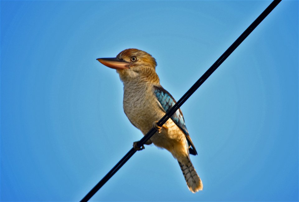 Blue-winged Kookaburra