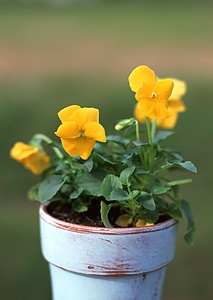 flower pot on a garden table photo