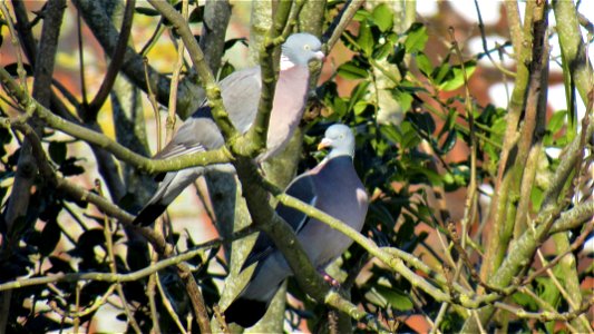 Wood Pigeons in Ash tree - Suffolk, UK - Taken on February 11, 2021