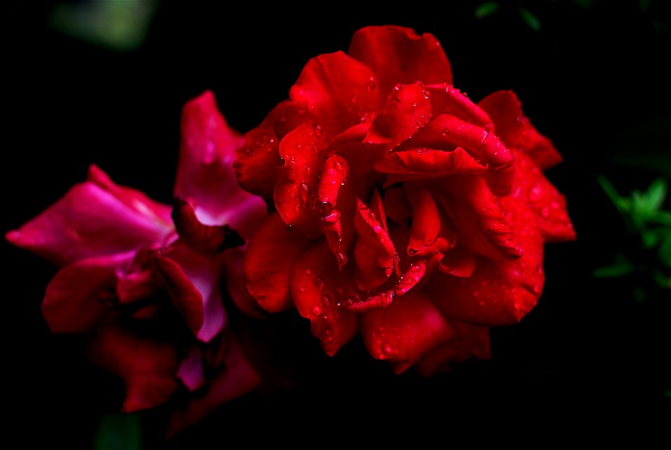 Portrait of drops