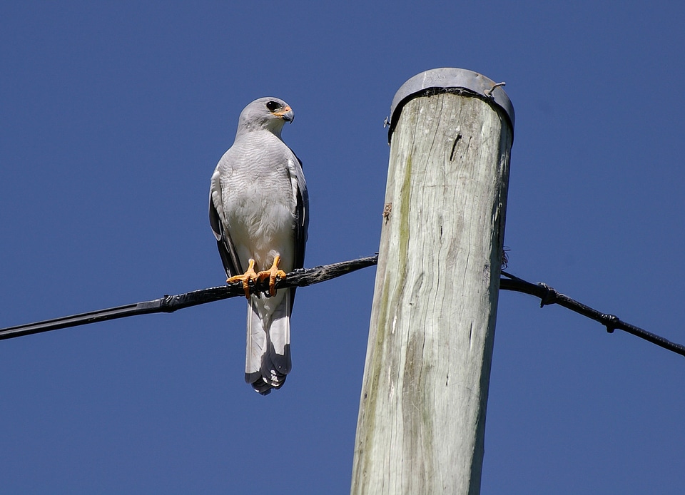 White bird raptor