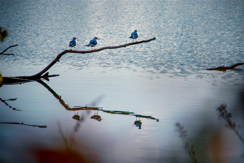3 Birds
