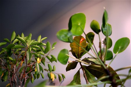 house plants