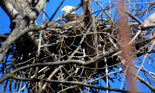 Bald Eagle nest photo