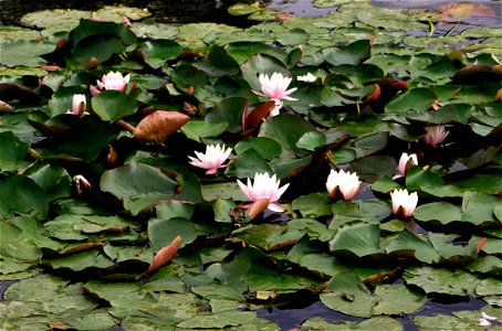 Nénuphar