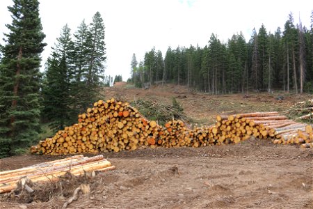 Log Deck in Beaver