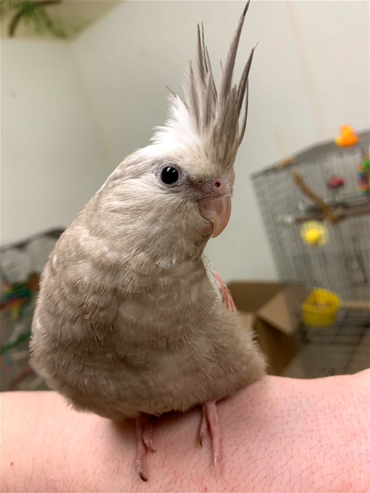 Whitefaced Cockatiel photo