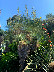 Yucca thompsoniana photo