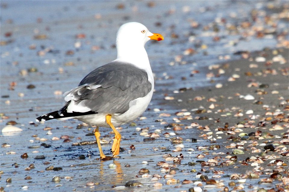 Probable Lesser Black-backed Gull x Herring Gull Hybrid