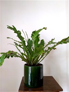 Asplenium nidus Campio (birds nest fern)