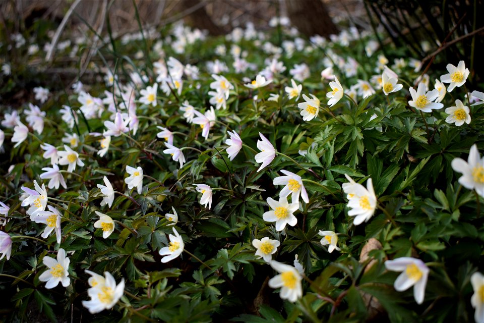 Anemone nemorosa