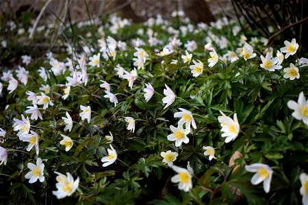 Anemone nemorosa photo