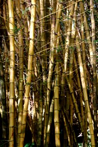 Bamboo Stalks photo