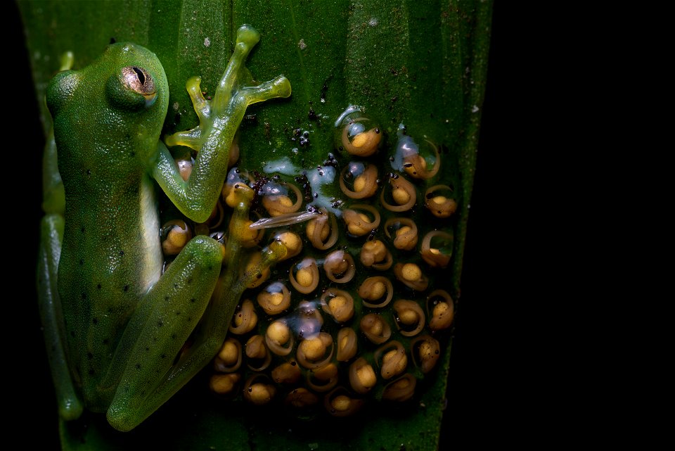 espadarana-prosoblepon--emerald-glassfrog--reserva-proaves-reinita-cielo-azul_51536372999_o