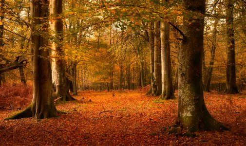 Autumn in Bolderwood
