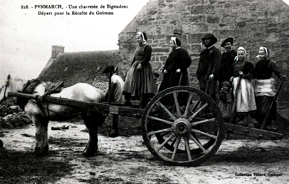 PENMARCH Une charretée de Bigoudens Départ pour la récolte du Goëmon vers 1900