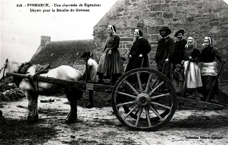 PENMARCH Une charretée de Bigoudens Départ pour la récolte du Goëmon vers 1900 photo