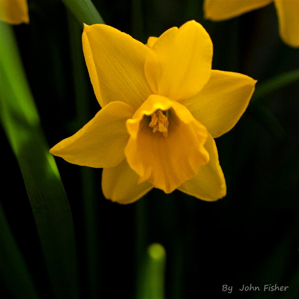 Springtime Classic Yellow