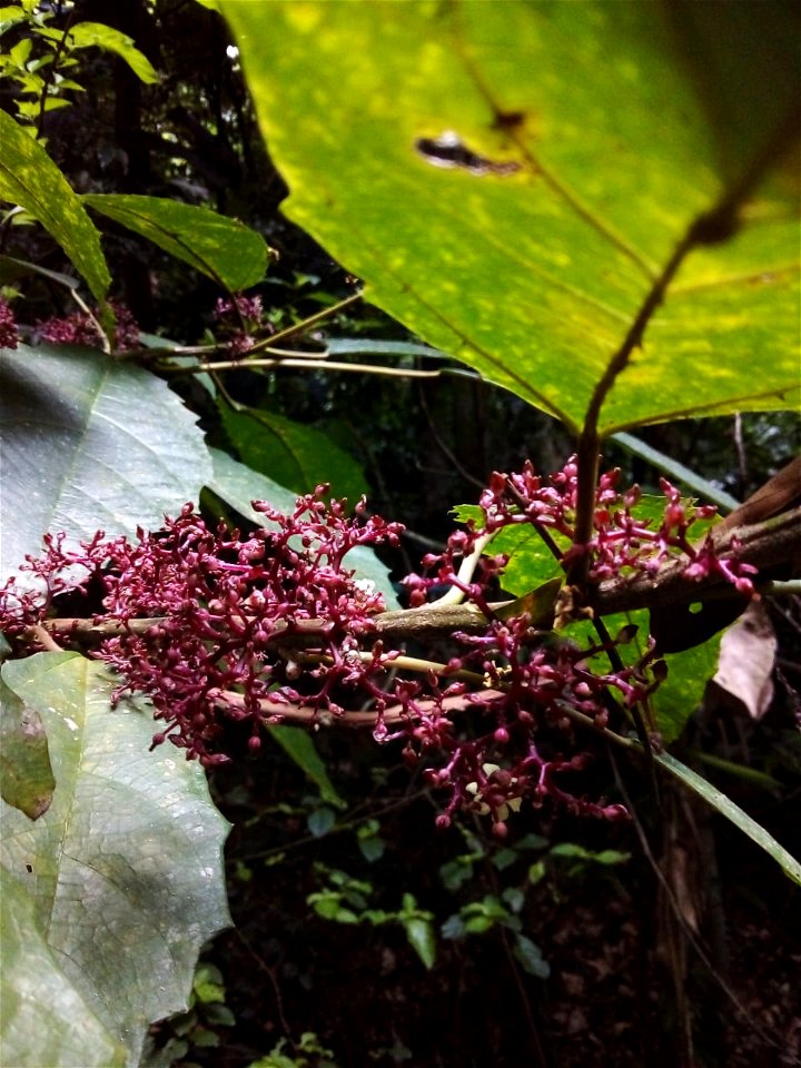 Urera nitida (Vell.) P.Brack