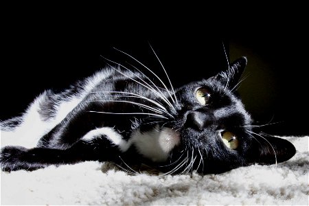 Starry Eyed Cat photo