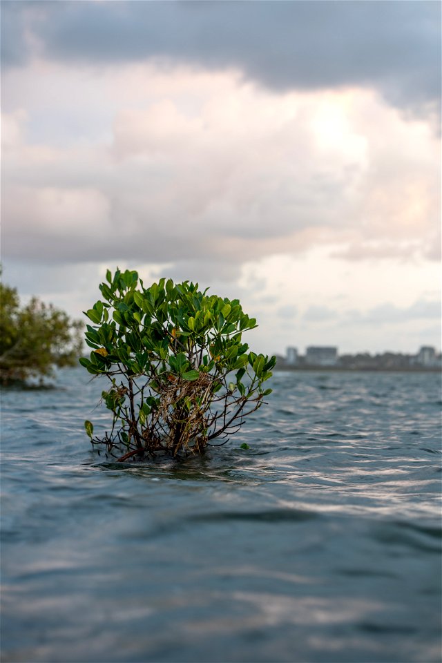 swimming tree photo