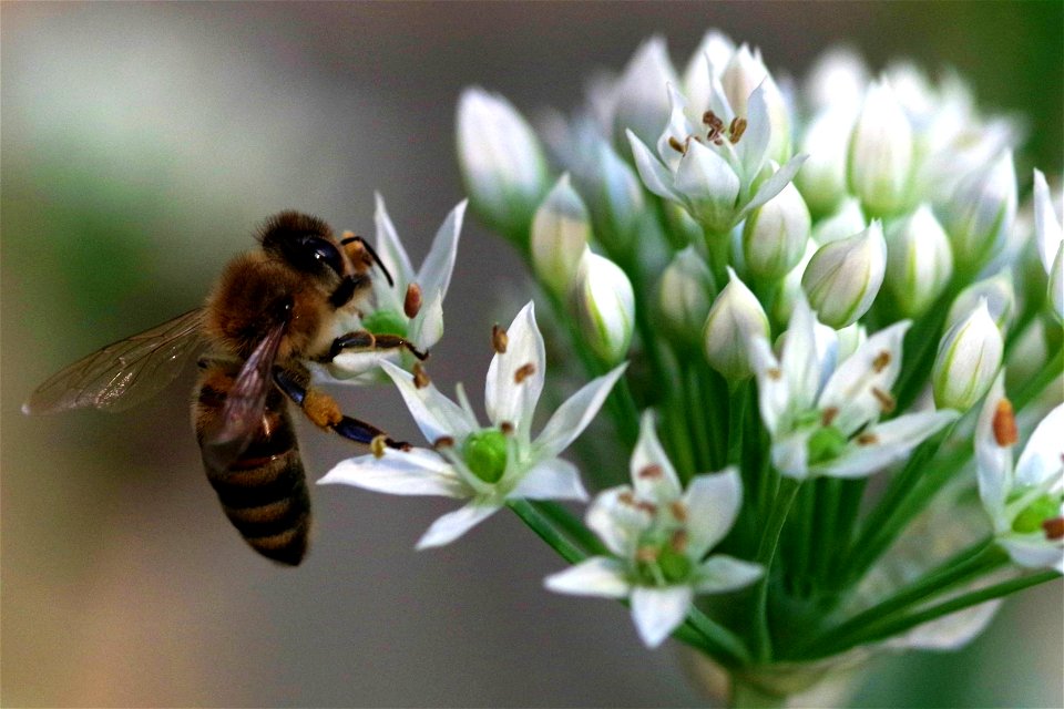 Bee on Onion Grass