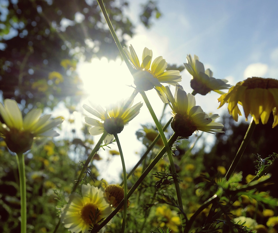 Sun and flowers