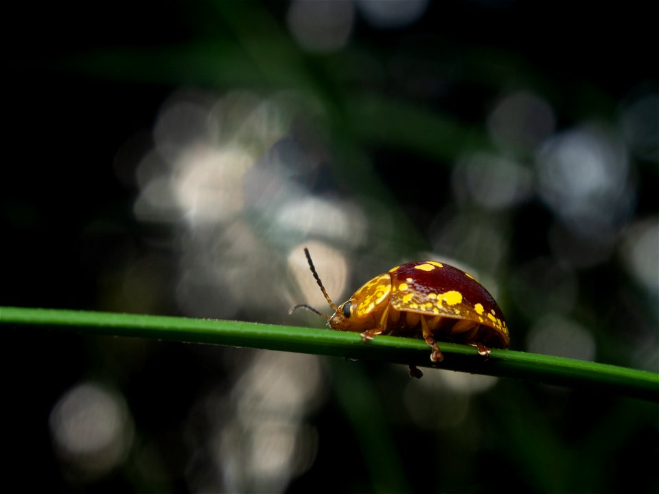 Egmanius puffitoe (Golden Shuffler)