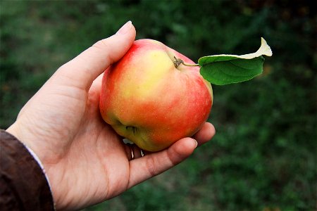 Organic Apple photo