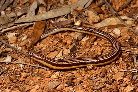Lerista picturata (Southern robust slider)