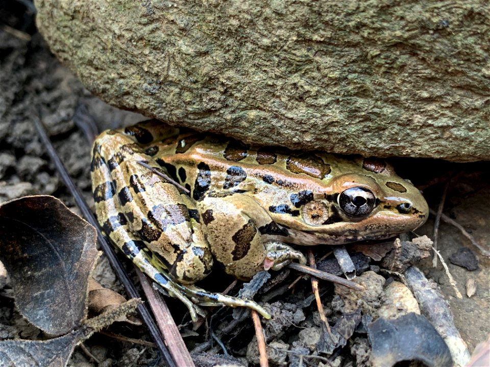 Pickerel Frog (Lithobates palustris)