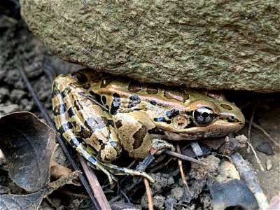 Pickerel Frog (Lithobates palustris)