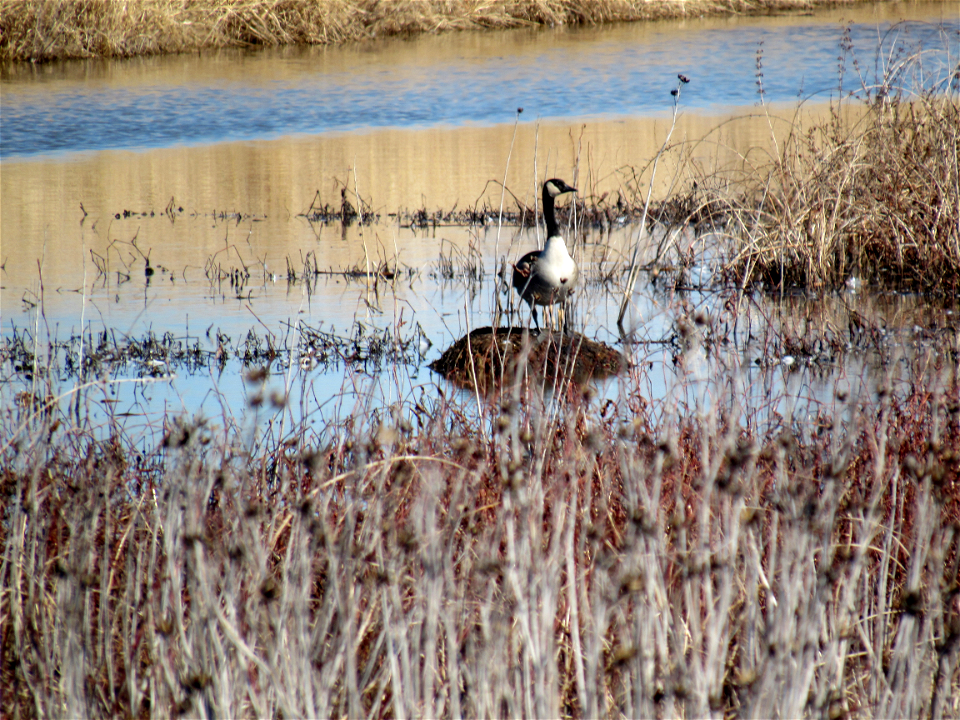 Goose
