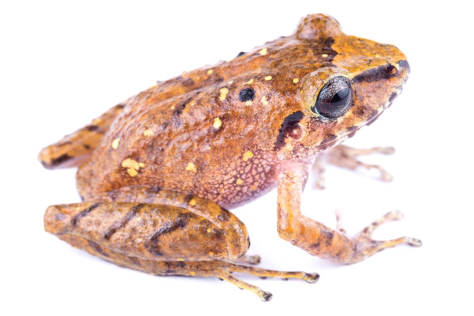 pristimantis-merostictus--bogotacito-robber-frog--reserva-proaves-reinita-cielo-azul_51535654901_o