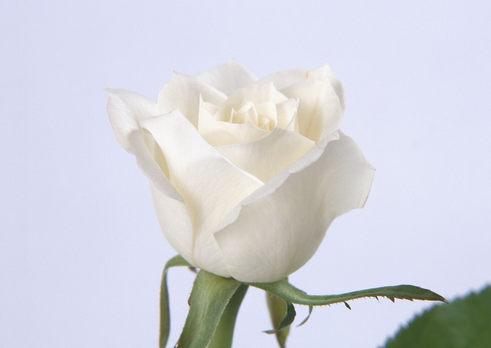 Bud of a white rose