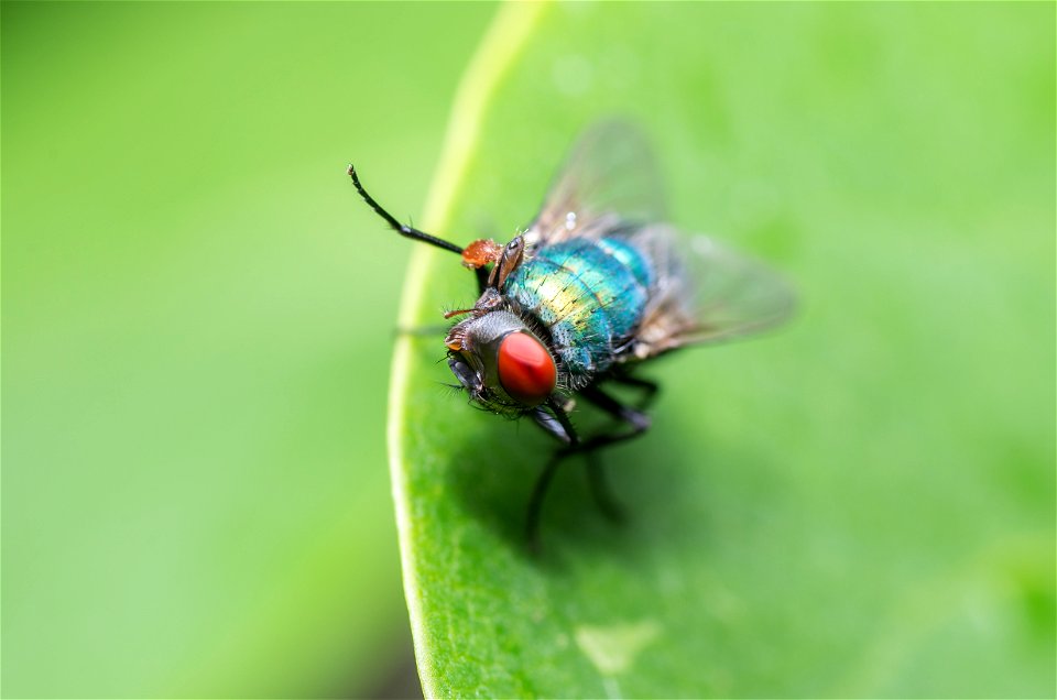 A fly cleaning himself photo