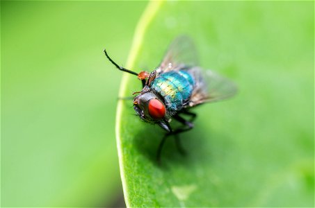 A fly cleaning himself photo
