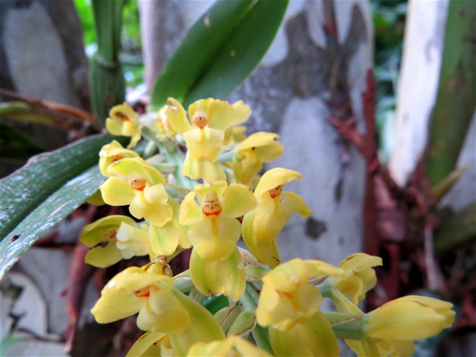Gomesa recurva R.Br.