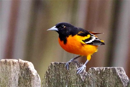 Male Baltimore Oriole
