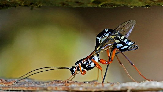 Ichneumon Sabre Wasp - Rhyssa persuasoria