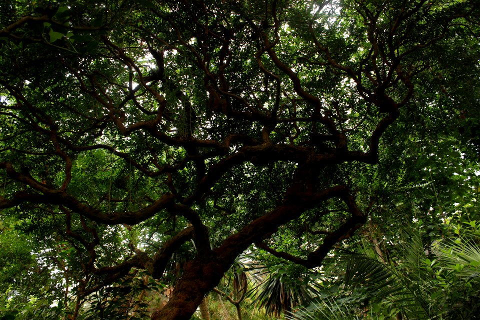 In Botanic Garden