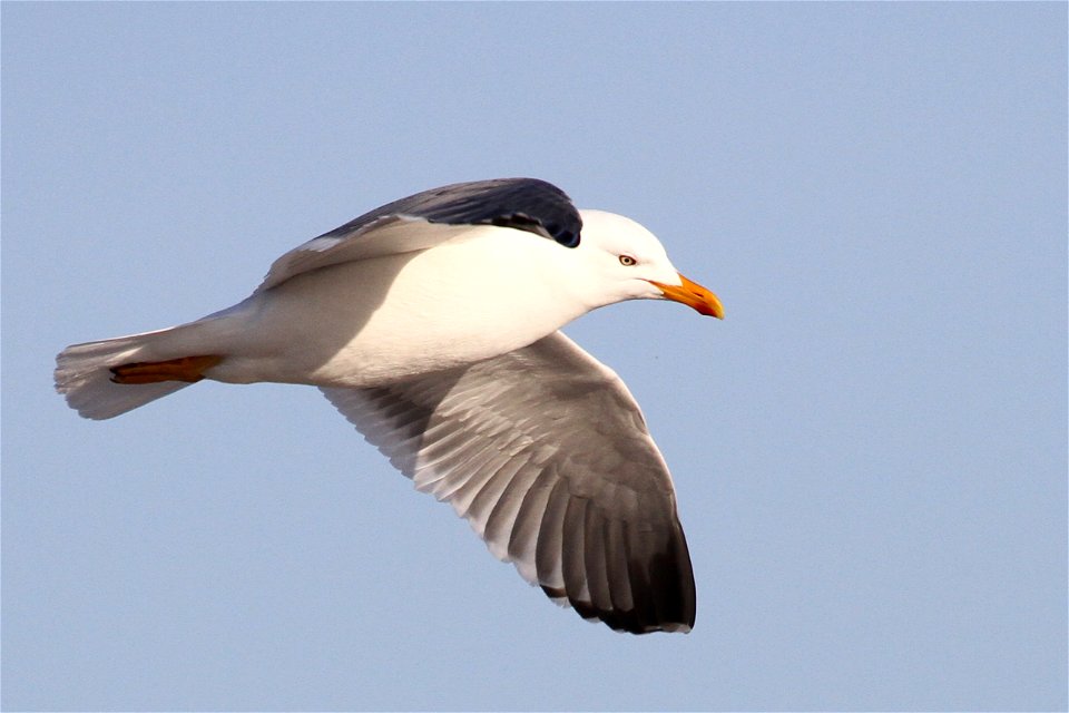 Probable Lesser Black-backed Gull x Herring Gull Hybrid