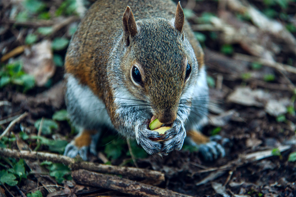 squirrel