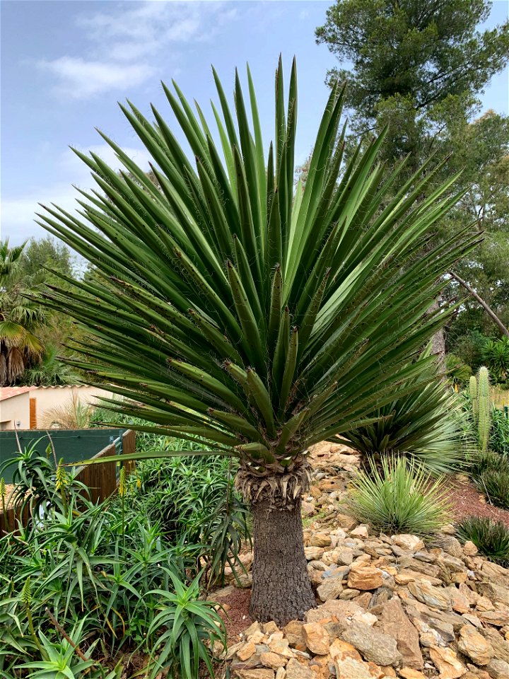 Yucca faxoniana