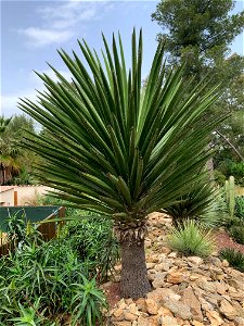 Yucca faxoniana photo