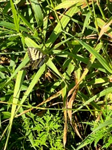 Crow Wing River park Minnesota 2022 Aug