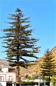 Araucaria